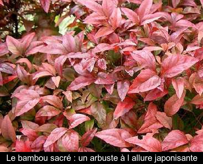 Le bambou sacré : un arbuste à l'allure japonisante Le bambou sacré : un arbuste à l'allure japonisante