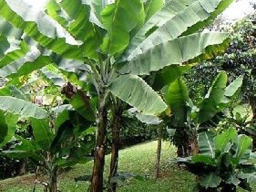 Le bananier : une belle plante exotique Le bananier : une belle plante exotique