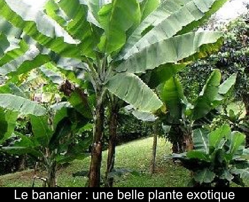 Le bananier : une belle plante exotique Le bananier : une belle plante exotique