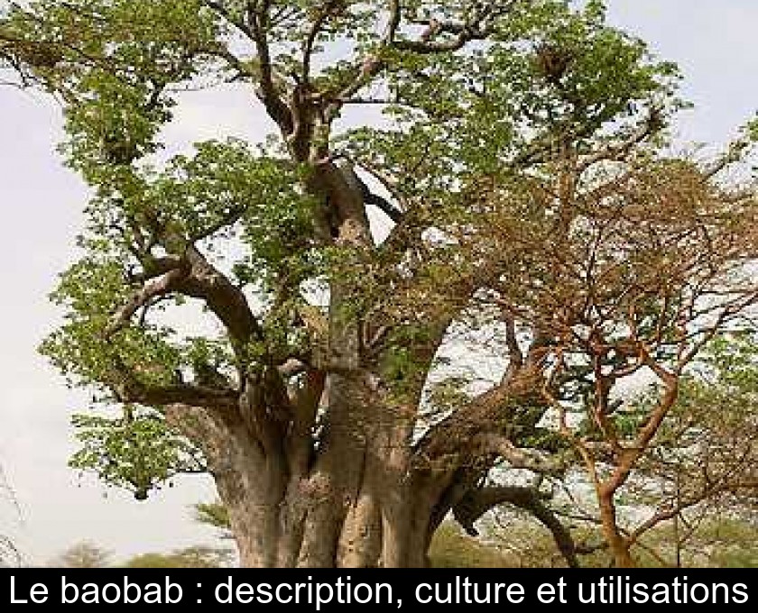 Le baobab : description, culture et utilisations Le baobab : description, culture et utilisations