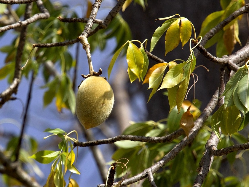 Le baobab : un super aliment aux multiples bienfaits Le baobab : un super aliment aux multiples bienfaits