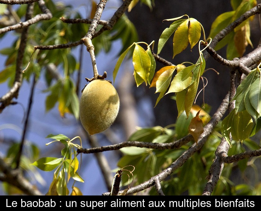 Le baobab : un super aliment aux multiples bienfaits