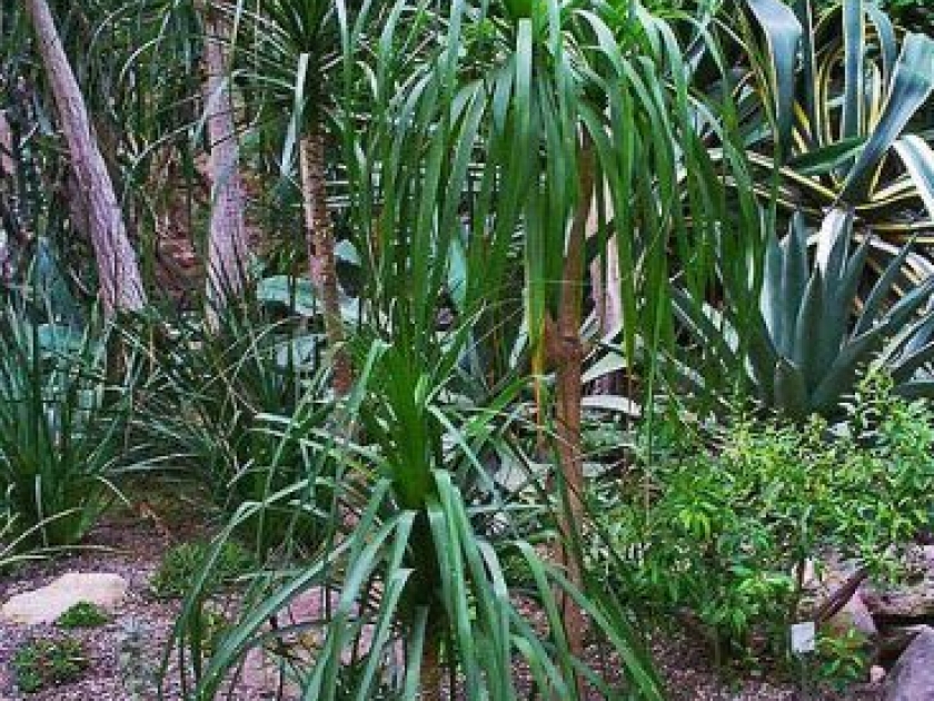 Le beaucarnéa : une plante verte incontournable Le beaucarnéa : une plante verte incontournable