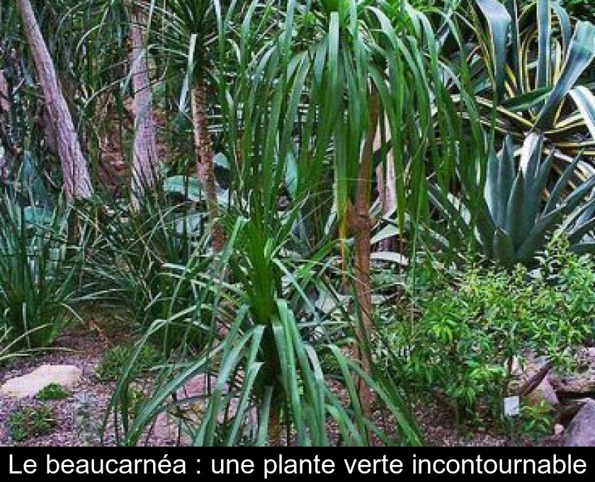 Le beaucarnéa : une plante verte incontournable Le beaucarnéa : une plante verte incontournable