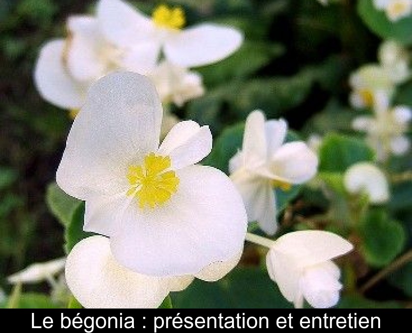 Le bégonia : présentation et entretien