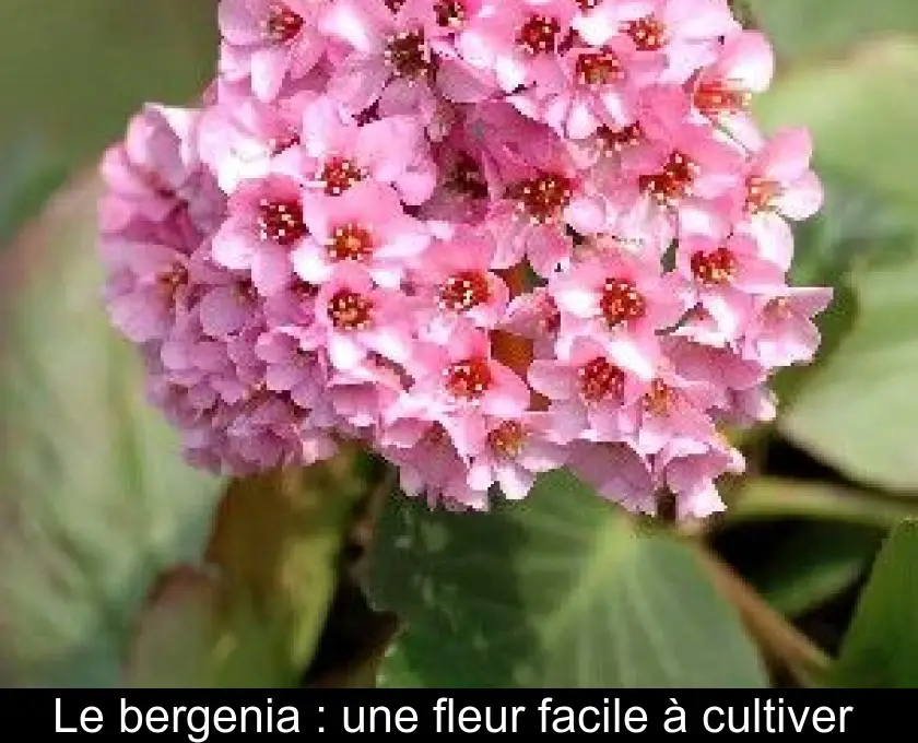 Le bergenia : une fleur facile à cultiver 