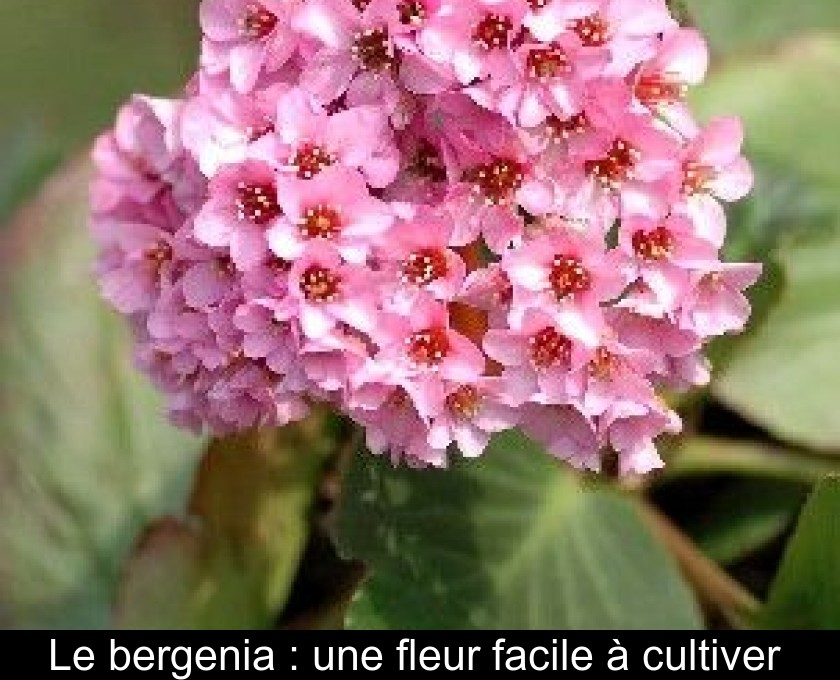 Le bergenia : une fleur facile à cultiver Le bergenia : une fleur facile à cultiver