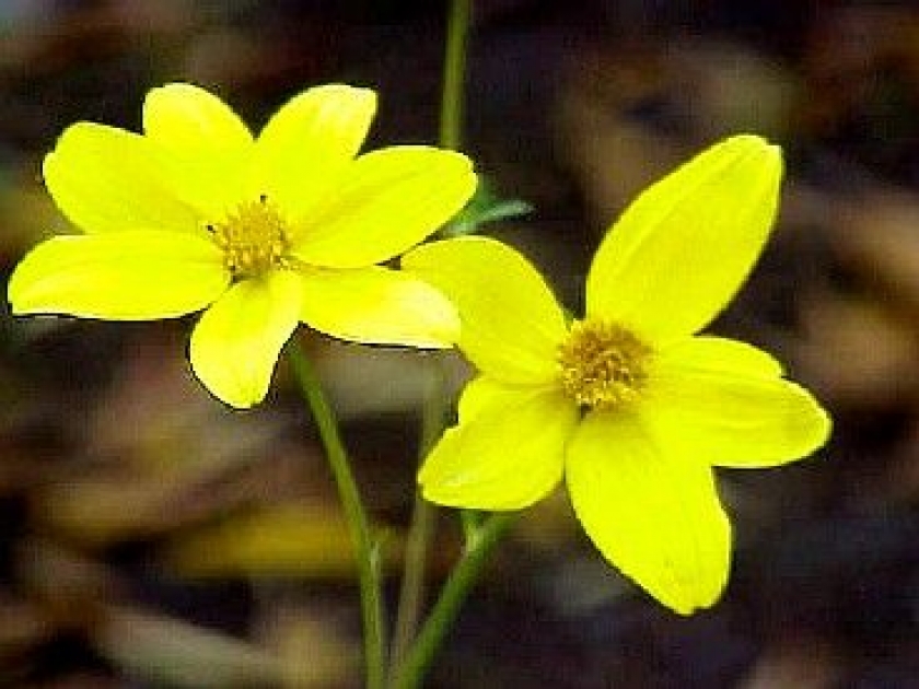 Le bidens : une floraison couleur d'or Le bidens : une floraison couleur d'or