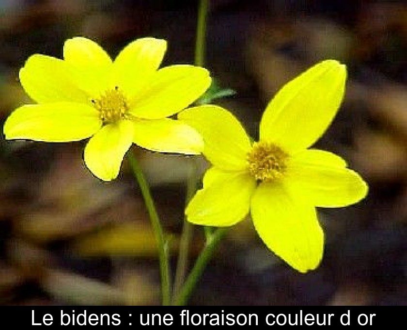 Le bidens : une floraison couleur d'or