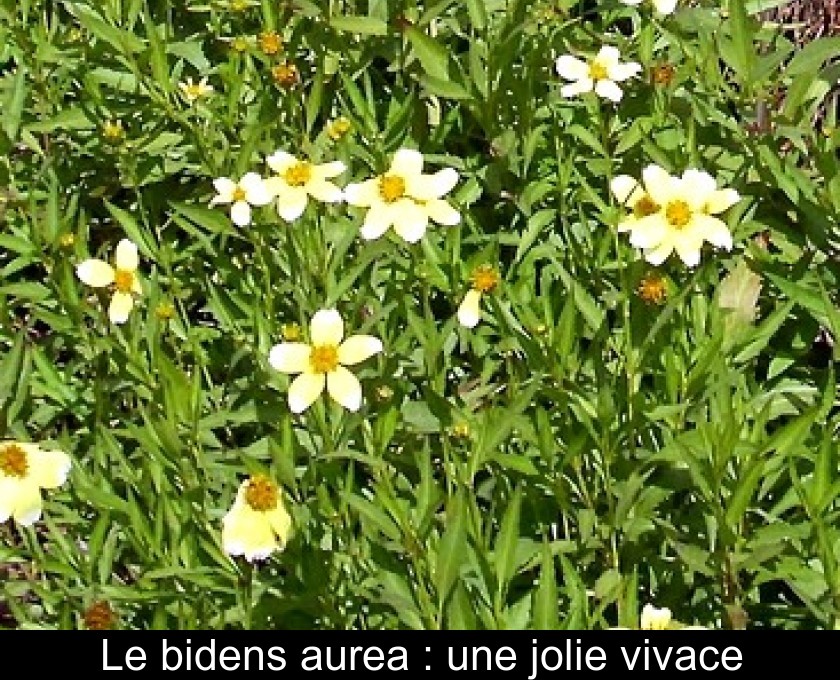 Le bidens aurea : une jolie vivace Le bidens aurea : une jolie vivace