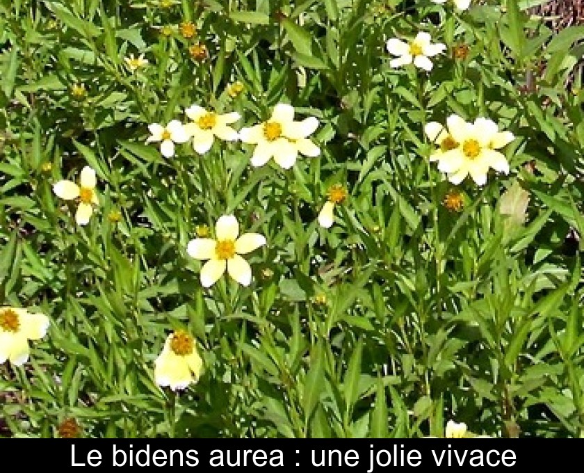 Le bidens aurea : une jolie vivace