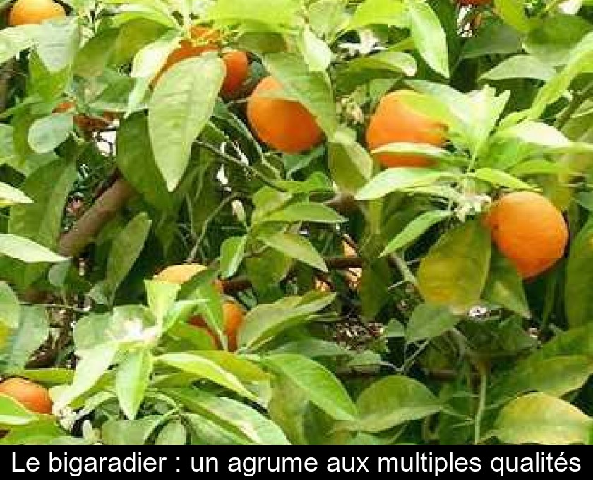Le Bigaradier Un Agrume Aux Multiples Qualites