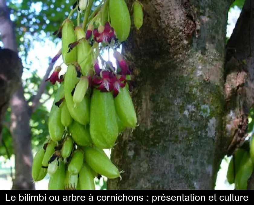 Le bilimbi ou arbre à cornichons : présentation et culture
