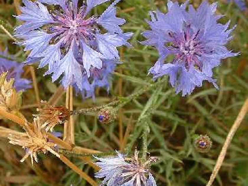 Le bleuet : une fleur des champs au jardin Le bleuet : une fleur des champs au jardin