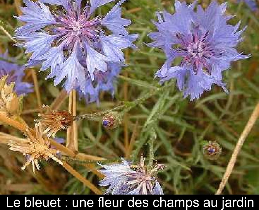 Le bleuet : une fleur des champs au jardin