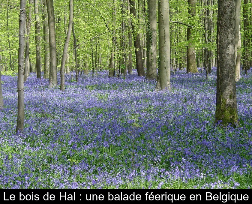 Le bois de Hal : une balade féerique en Belgique