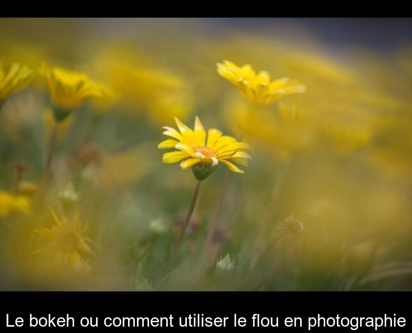 Le bokeh ou comment utiliser le flou en photographie