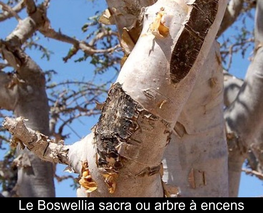 Le Boswellia sacra ou arbre à encens