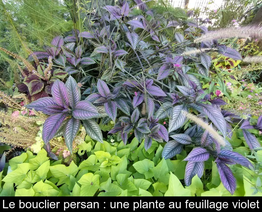 Le bouclier persan : une plante au feuillage violet