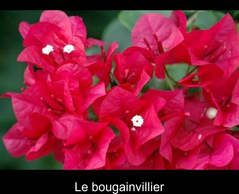 Le bougainvillier Le bougainvillier