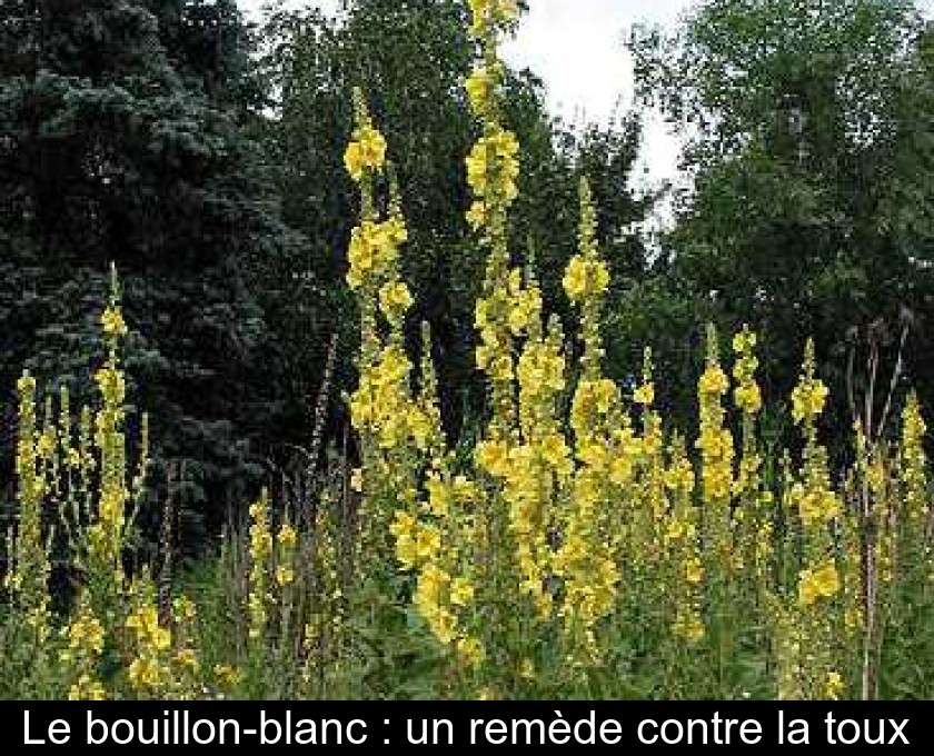 Le bouillon-blanc : un remède contre la toux Le bouillon-blanc : un remède contre la toux