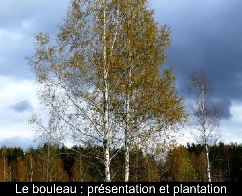 Le bouleau : présentation et plantation