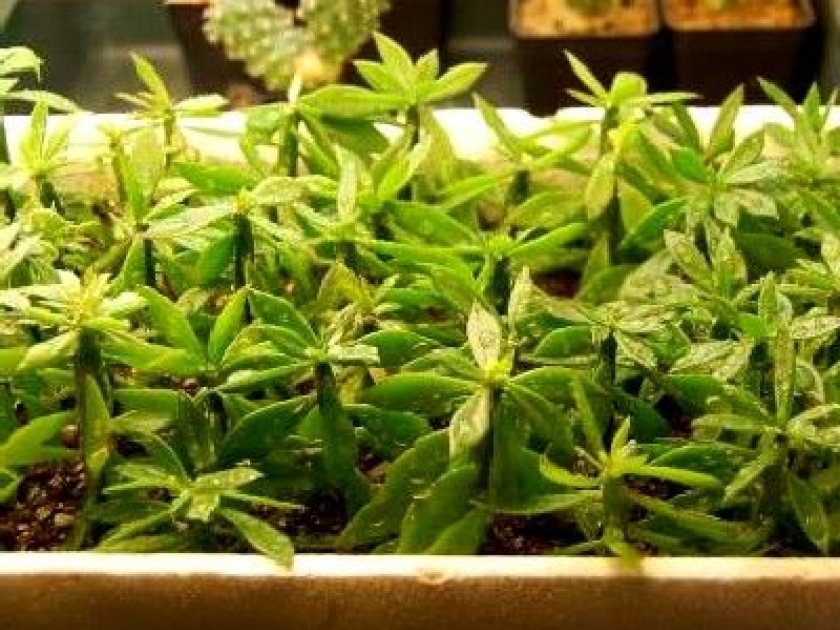 Le bouturage : guide pratique Le bouturage : guide pratique