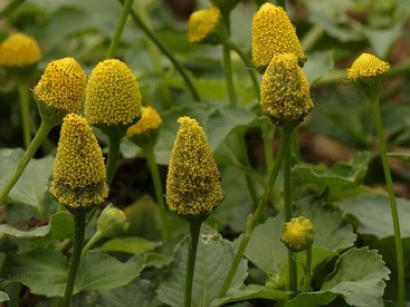 Le brède mafane : une plante condimentaire exotique Le brède mafane : une plante condimentaire exotique