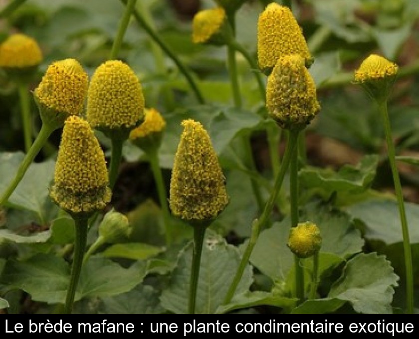Le brède mafane : une plante condimentaire exotique Le brède mafane : une plante condimentaire exotique