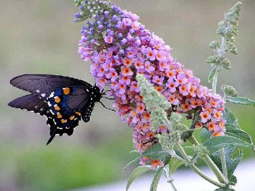 Le buddleia ou arbre aux papillons : un arbuste facile à cultiver Le buddleia ou arbre aux papillons : un arbuste facile à cultiver