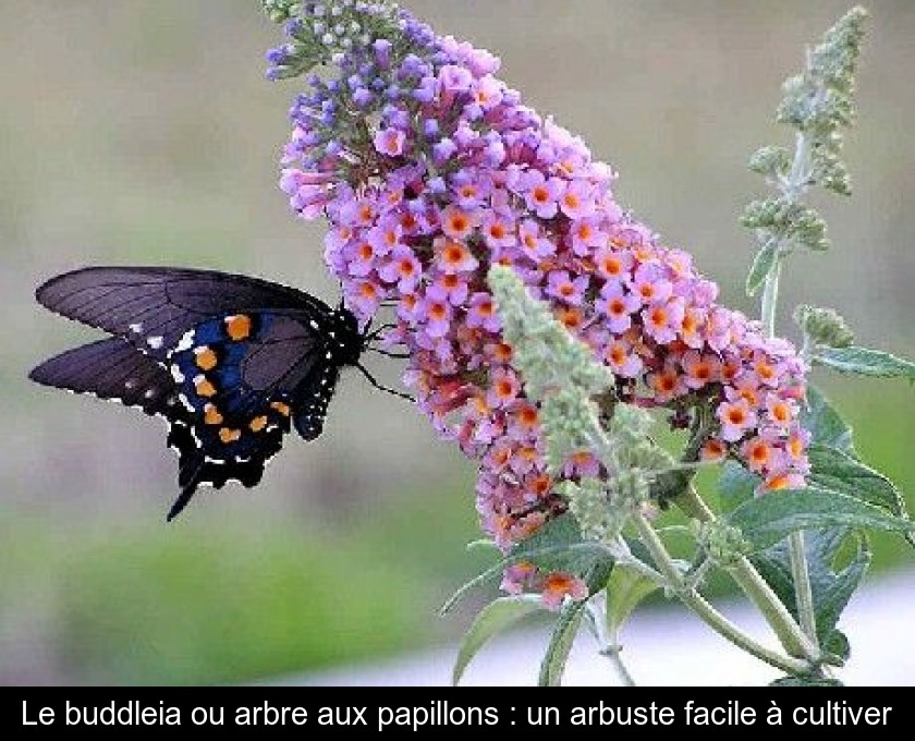 Le buddleia ou arbre aux papillons : un arbuste facile à cultiver