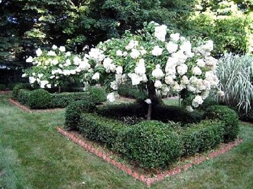 Le buis : la plante reine de l'art topiaire Le buis : la plante reine de l'art topiaire