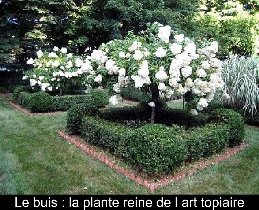 Le buis : la plante reine de l'art topiaire Le buis : la plante reine de l'art topiaire