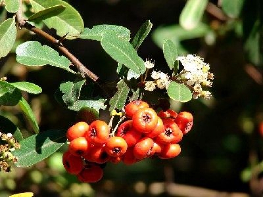 Le buisson ardent ou Pyracantha Le buisson ardent ou Pyracantha