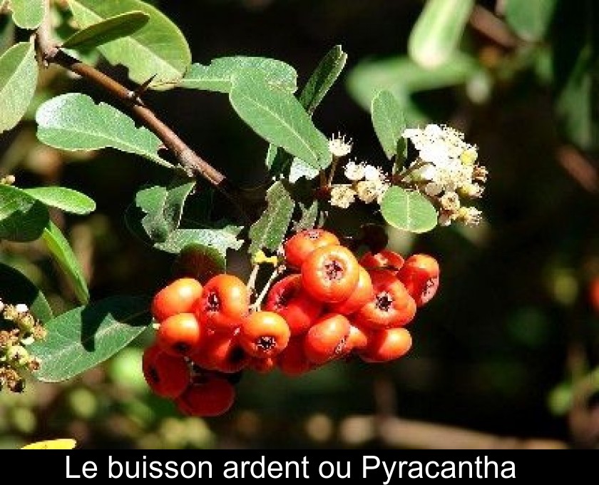 Le buisson ardent ou Pyracantha Le buisson ardent ou Pyracantha