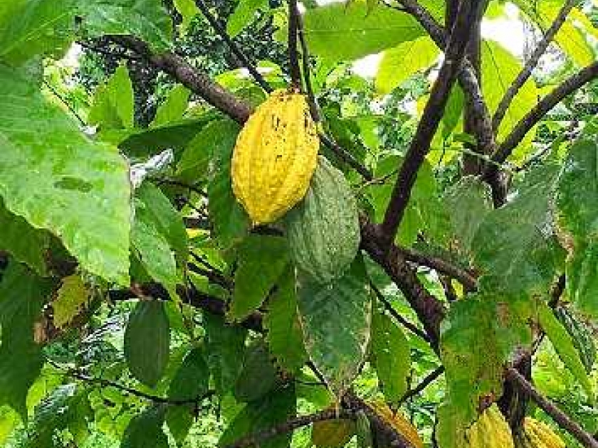 Le cacaoyer : présentation et culture Le cacaoyer : présentation et culture