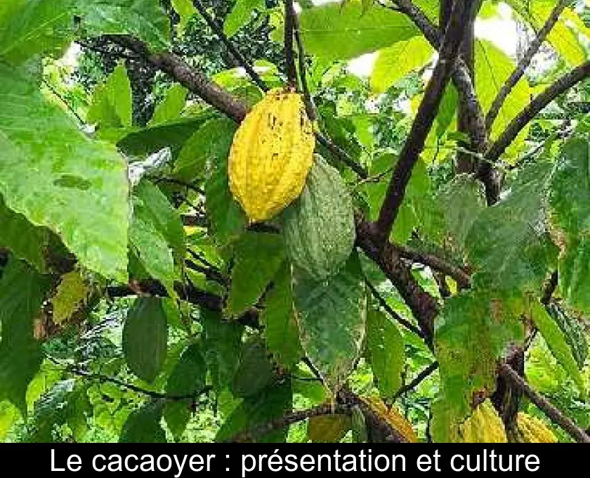 Le cacaoyer : présentation et culture