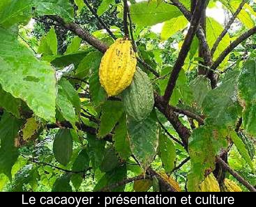 Le cacaoyer : présentation et culture Le cacaoyer : présentation et culture