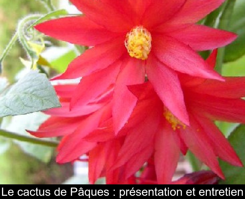 Le cactus de Pâques : présentation et entretien