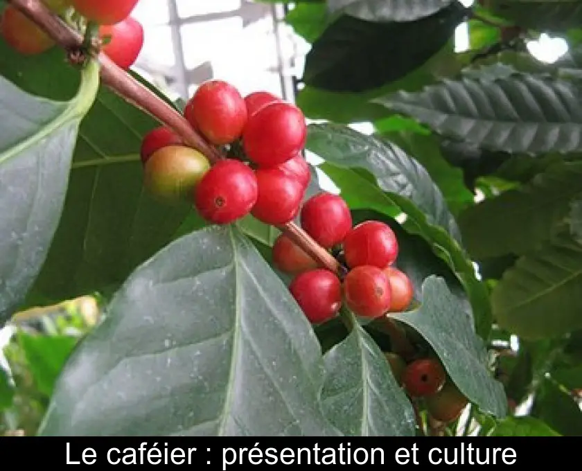 Le caféier : présentation et culture