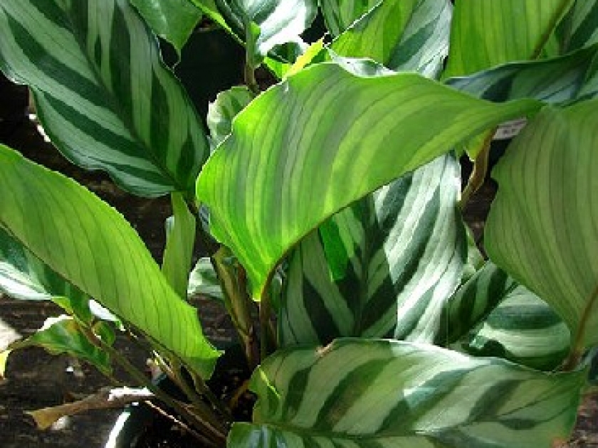 Le calathea : présentation et conseils d'entretien Le calathea : présentation et conseils d'entretien