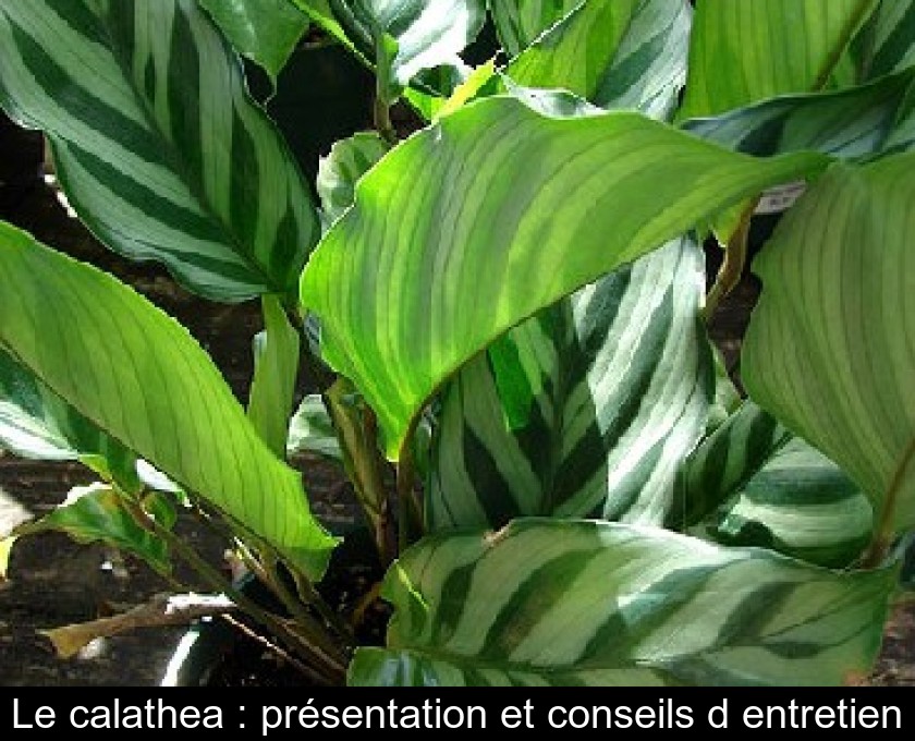 Le calathea : présentation et conseils d'entretien Le calathea : présentation et conseils d'entretien