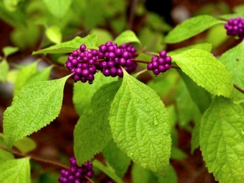 Le callicarpa ou arbuste aux bonbons : présentation et culture Le callicarpa ou arbuste aux bonbons : présentation et culture