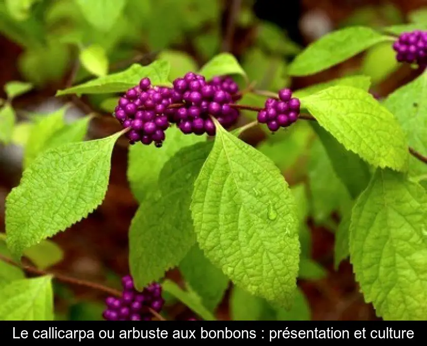 Le callicarpa ou arbuste aux bonbons : présentation et culture