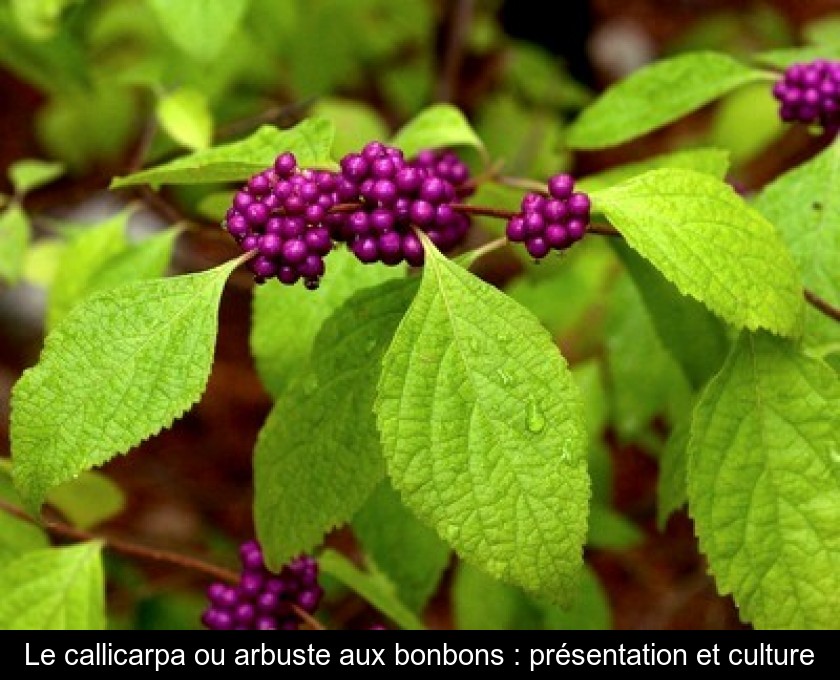 Le callicarpa ou arbuste aux bonbons : présentation et culture Le callicarpa ou arbuste aux bonbons : présentation et culture