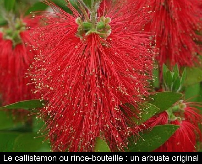 Le callistemon ou rince-bouteille : un arbuste original