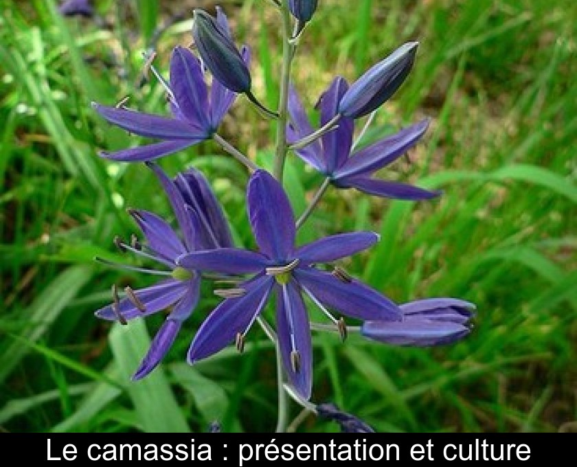Le camassia : présentation et culture Le camassia : présentation et culture