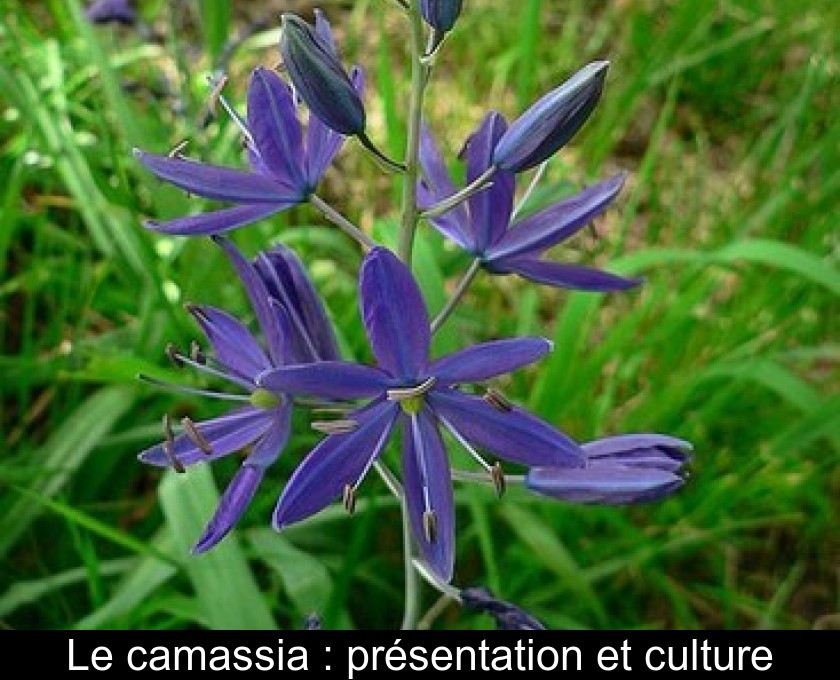 Le camassia : présentation et culture