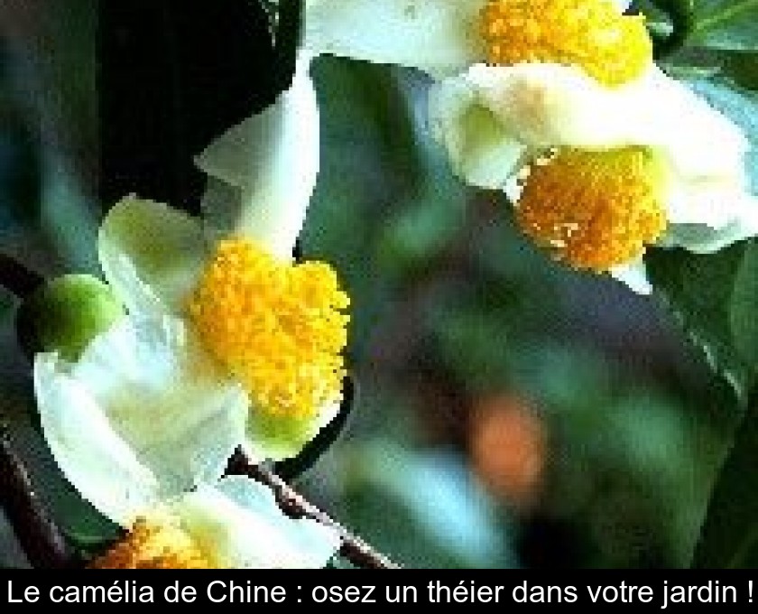 Le camélia de Chine : osez un théier dans votre jardin ! Le camélia de Chine : osez un théier dans votre jardin !