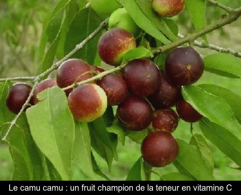 Le camu camu : un fruit champion de la teneur en vitamine C